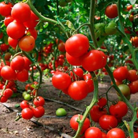 Сульфат Калия: для теплиц, овощей, томатов, картофеля, сада, огорода, винограда Нұр-Сұлтан - сурет 7