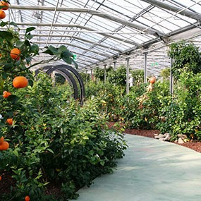 Сульфат Калия: для теплиц, овощей, томатов, картофеля, сада, огорода, винограда Астана (Нур-Султан) - изображение 6