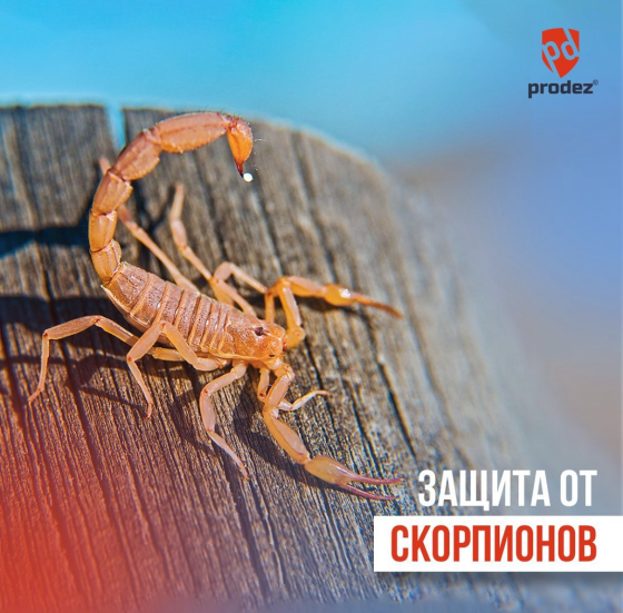Дезинфекция от тараканов, клопов, грызунов и скорпионов Шымкент