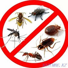 Дезинфекция от вредоностных насекомых Алматы - сурет 2