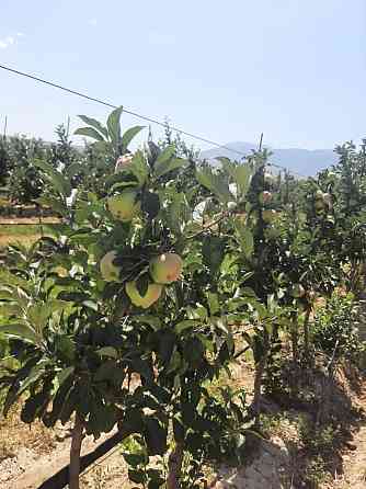 Продам Плодоносящие интенсивный яблоневый и косточковый сады Алматы