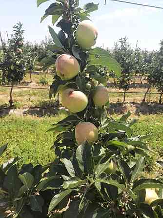 Продам Плодоносящие интенсивный яблоневый и косточковый сады Алматы