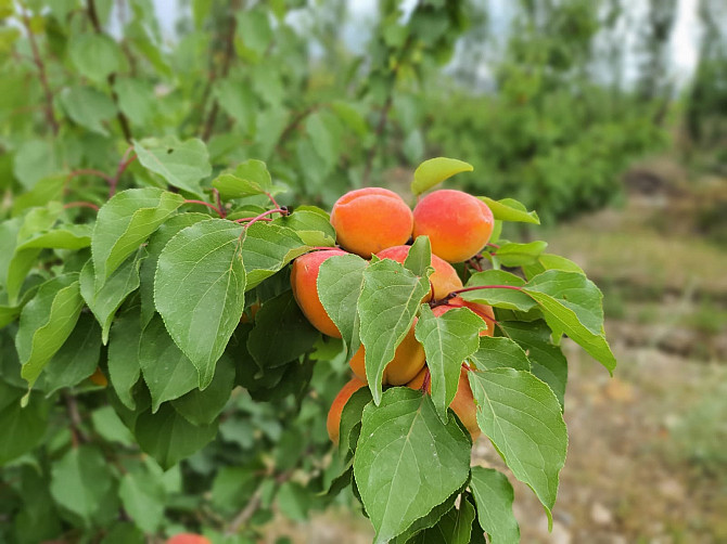 Продам Плодоносящие интенсивный яблоневый и косточковый сады Алматы - изображение 3