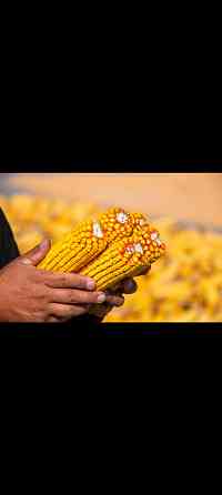 Кукуруза оптом цена договорная Алматы