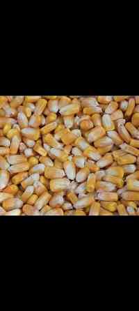 Кукуруза оптом цена договорная Алматы