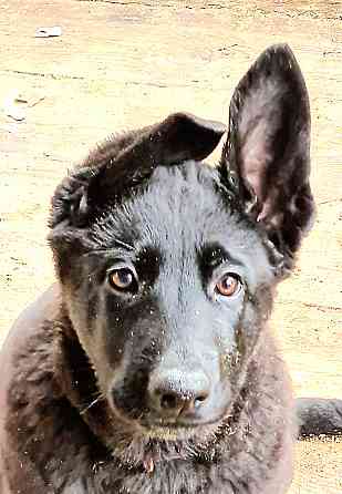 Продам щенка Восточно-европейская овчарка Павлодар