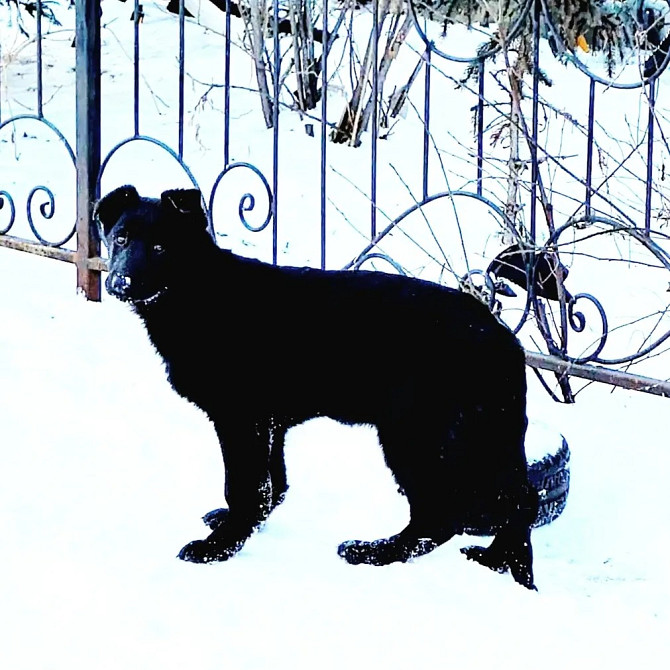Продам щенка Восточно-европейская овчарка Павлодар - изображение 2