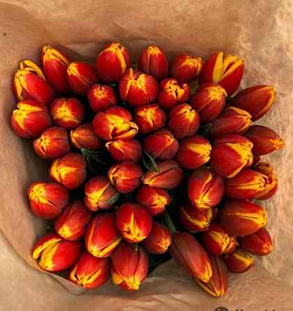 Голландские тюльпаны оптом Алматы
