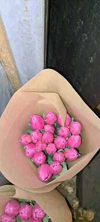 Тюльпаны Алматы - сурет 1