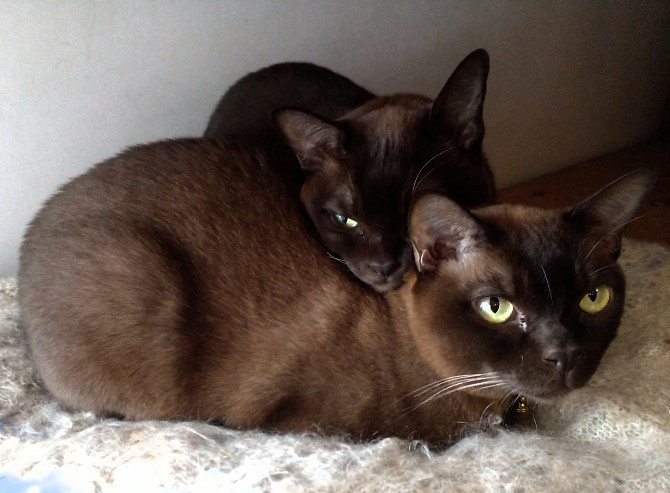 Продам два кота породы Бурма Щучинск - изображение 3