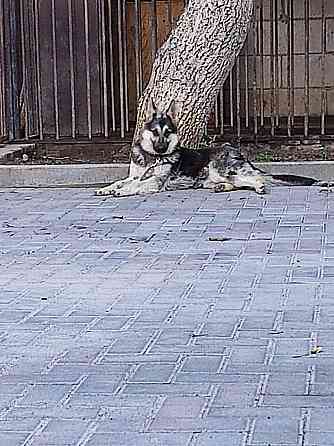 Продам щенка Восточно-европейская овчарка Алматы