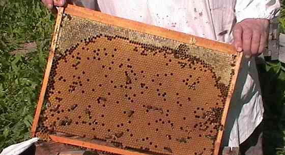 Пчелопакеты и пчелосемьи Усть-Каменогорск