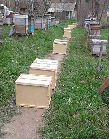 Пчелопакеты и пчелосемьи Өскемен