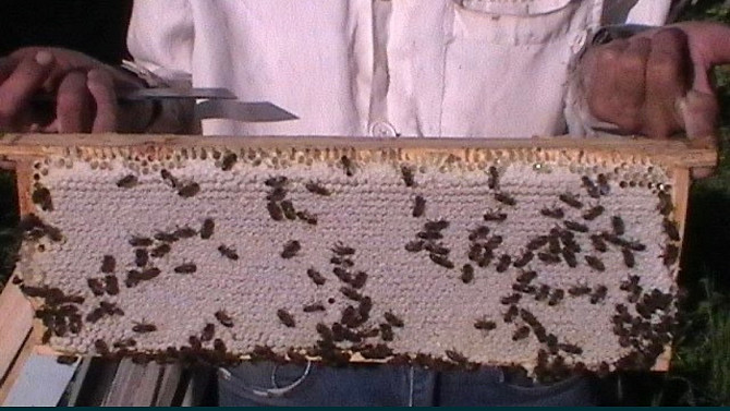 Пчелопакеты и пчелосемьи Өскемен - сурет 2