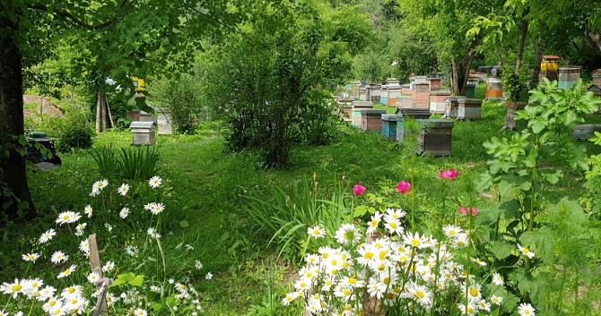 Пчелопакеты и пчелосемьи Өскемен - сурет 1