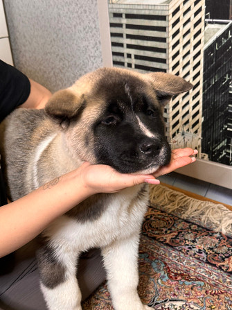 Продам щенка Акита Алматы - изображение 1