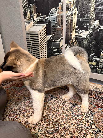 Продам щенка Акита Алматы - изображение 4