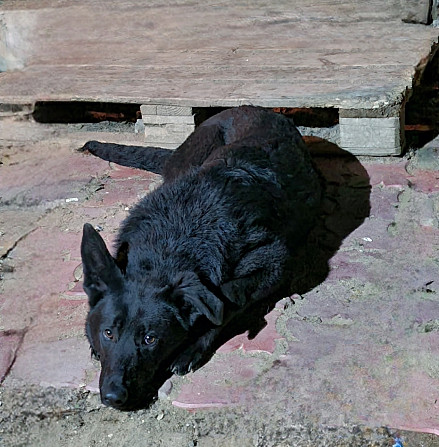 Продам щенка Восточно-европейская овчарка Павлодар - изображение 1