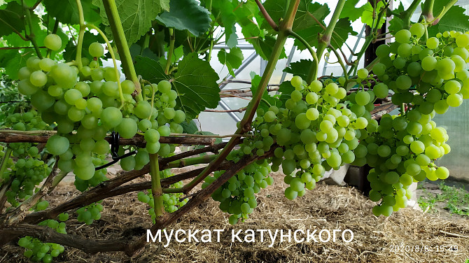 Продам саженцы винограда Петропавловск - сурет 3
