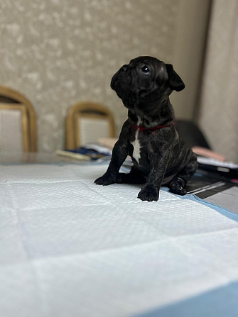 Продам щенка Французский бульдог Павлодар - изображение 1