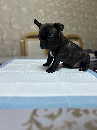 Продам щенка Французский бульдог Павлодар - изображение 5