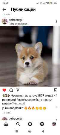 Продам  щенка Другая порода  Петропавловск