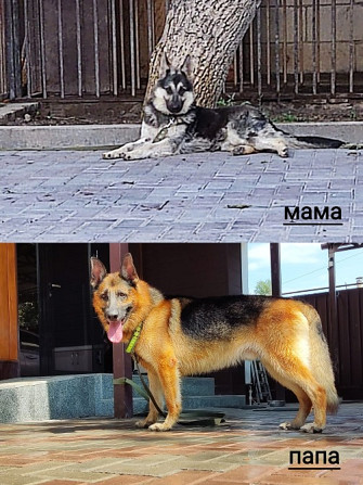 Ана мен әкенің бейнеленген итінің салыстырмалы фотосуреттері