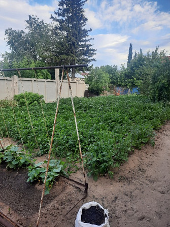 Участок с растениями, качели и зеленые насаждения