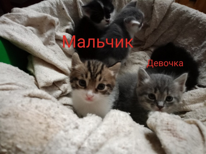 Маленькие котята в уютном гнезде