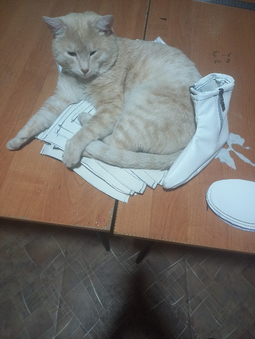 Үстелде выкройкалар мен ақ ботинкалармен мысық