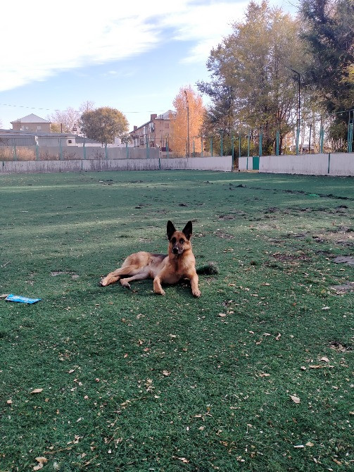 Немецкая овчарка, ит, спорт алаңы, шөпте жатады.