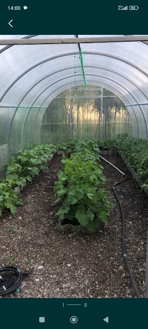 Внутренний вид теплицы с растениями