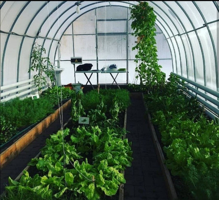 Өсімдіктермен толтырылған парник, оның ішінде жапырақтар мен кө vegetables ністер