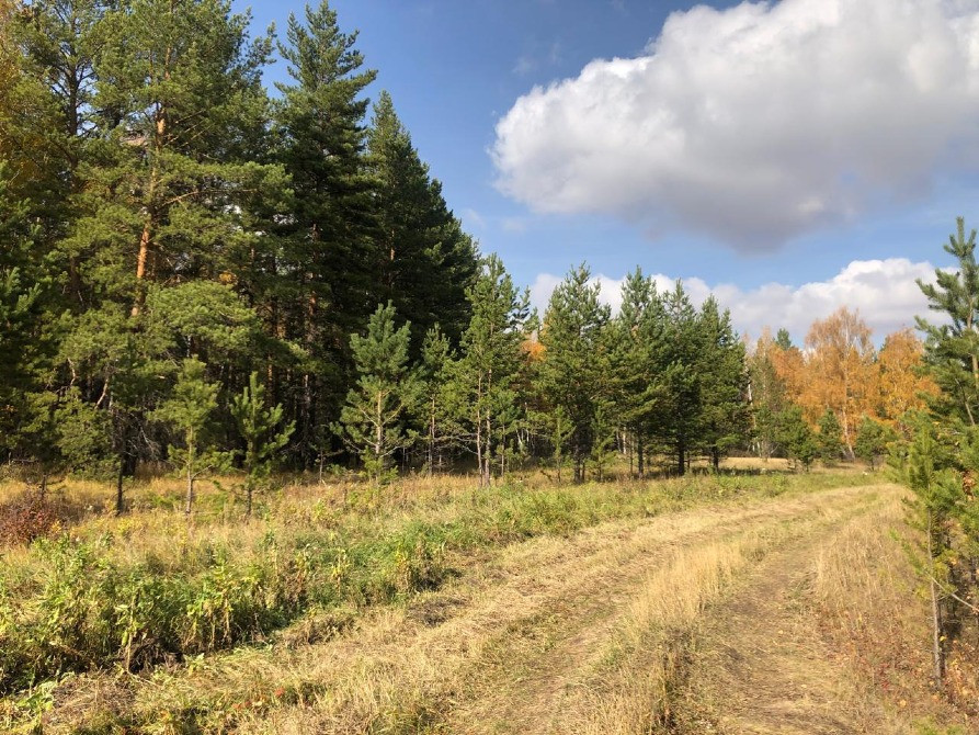 Көк аспан мен бұлттар фонындағы жамылып тұрған көктерекпен қоршалған күзгі орман, сонымен қатар жолдың бойындағы қарағайлар.