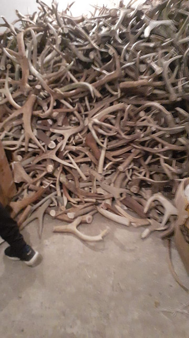 Кучи оленьих рогов на складском помещении