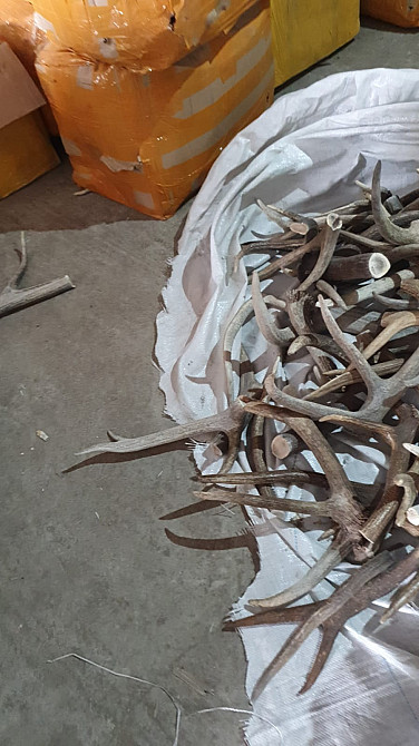 Упаковка оленьих рогов на полу в складском помещении