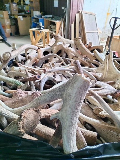 Склад с большим количеством оленьих рогов