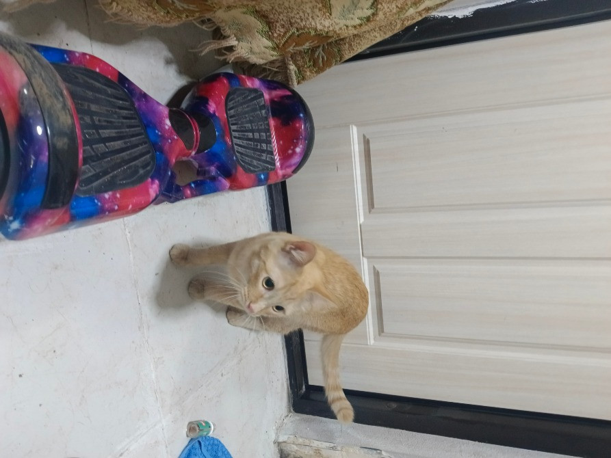 Рыжий кот, подходящий к цветной самокатке