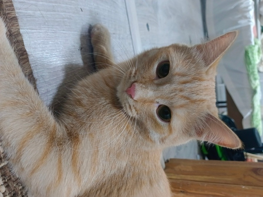 Кот с рыжей шерстью, смотрящий в камеру с высунутым языком