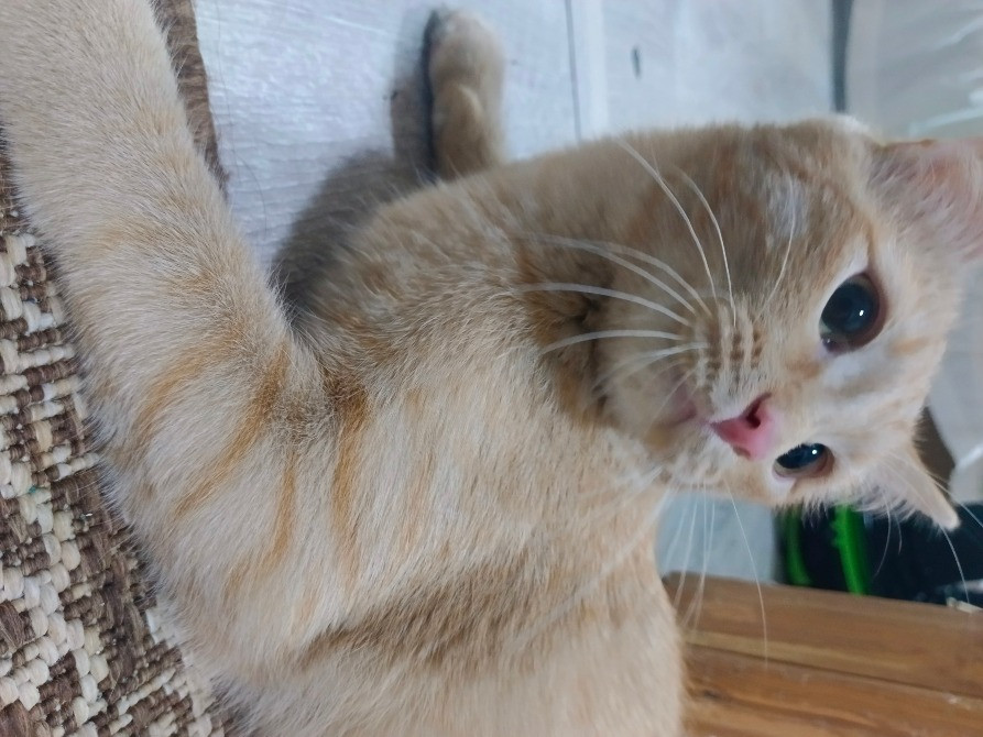 Рыжий кот, лежащий на полу и смотрящий в камеру