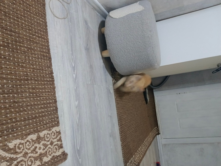 Котенок, пробегающий мимо ковер и стула