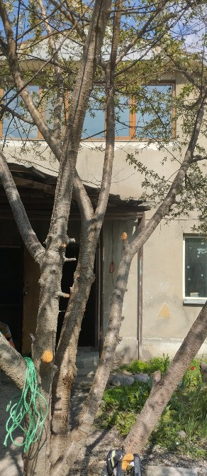 Ғимараттың алдында көрінетін қабығы бар ағаш және артқы фондағы терезелер