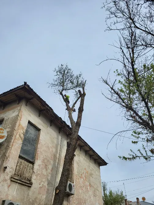 Работник на дереве, остригшем ветви, рядом с старым домом