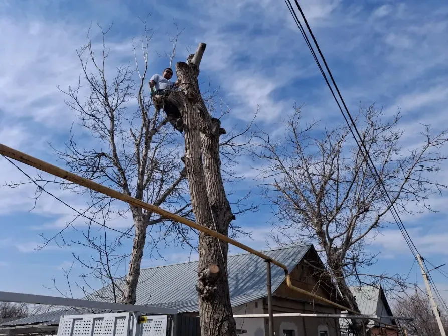 Работник на дереве с распиленными ветками на фоне голубого неба