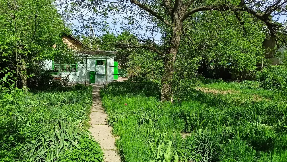 Зелёный сад с домом и тропинкой между растениями