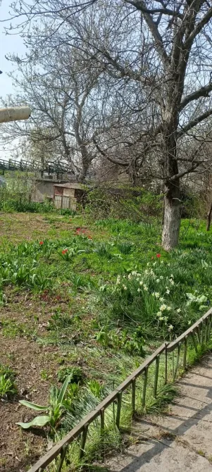 Участок с цветами и деревьями на заднем плане