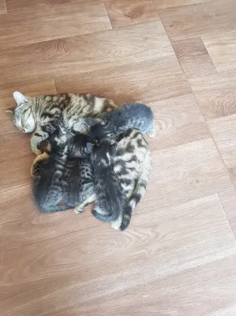 Четыре котенка и их мать, спящие на деревянном полу