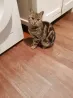 Мысық ағаш еденде тұр, жанында тұрмыстық техника