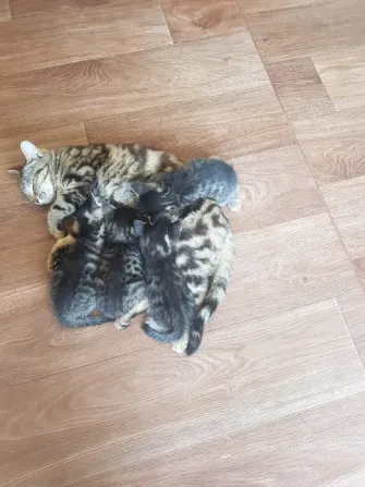 Четыре котенка и их мать, спящие на деревянном полу