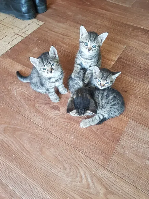 Төрт сүйкімді мысық баласы ағаш еденде тұр, олардың арасында ортасында біреуі бар.